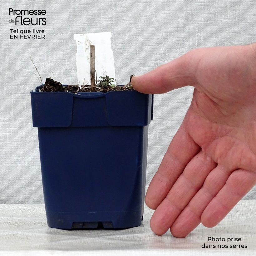 Amostra de Bleuet des montagnes blanc - Centaurée montana Alba Vaso de 8/9 cm tal como entregue no inverno