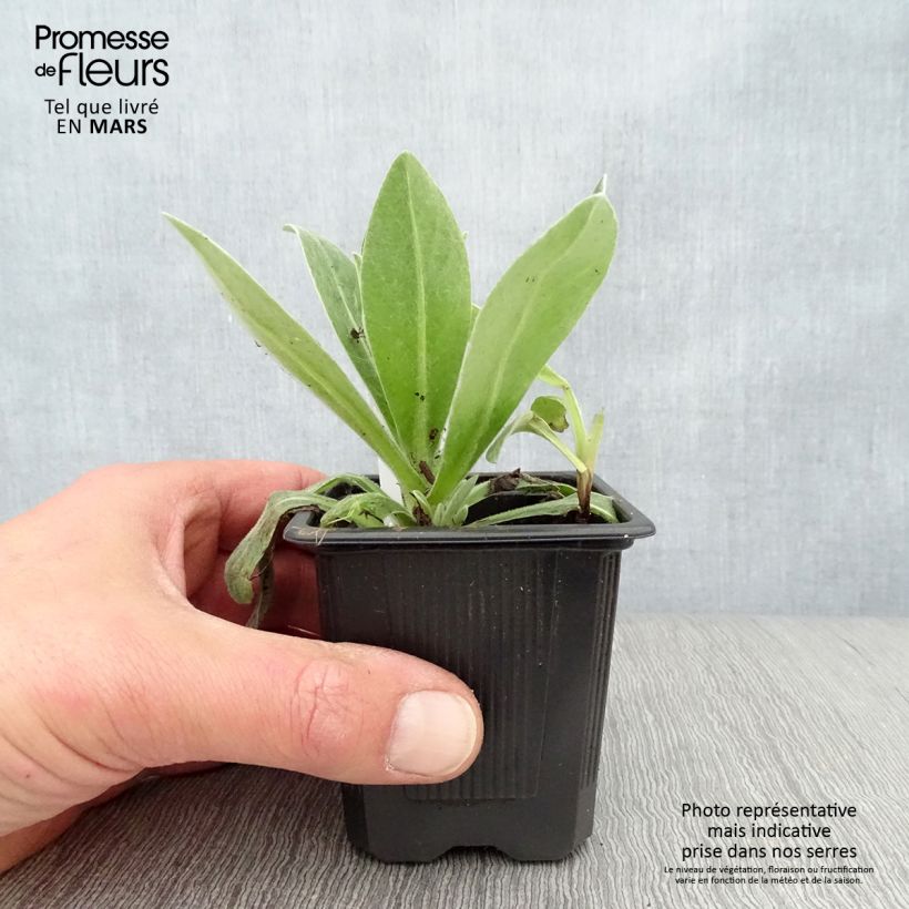 Amostra de Centáurea montana Alba Vaso de 8/9 cm tal como entregue na primavera