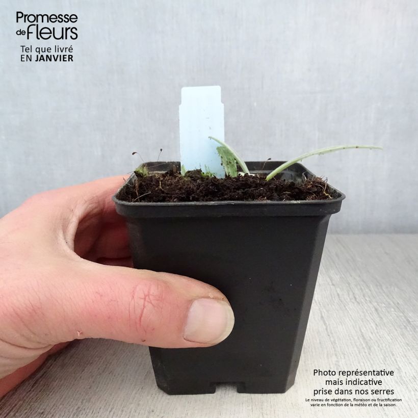 Amostra de Centáurea montana Amethyst Dream Vaso de 8/9 cm tal como entregue no inverno