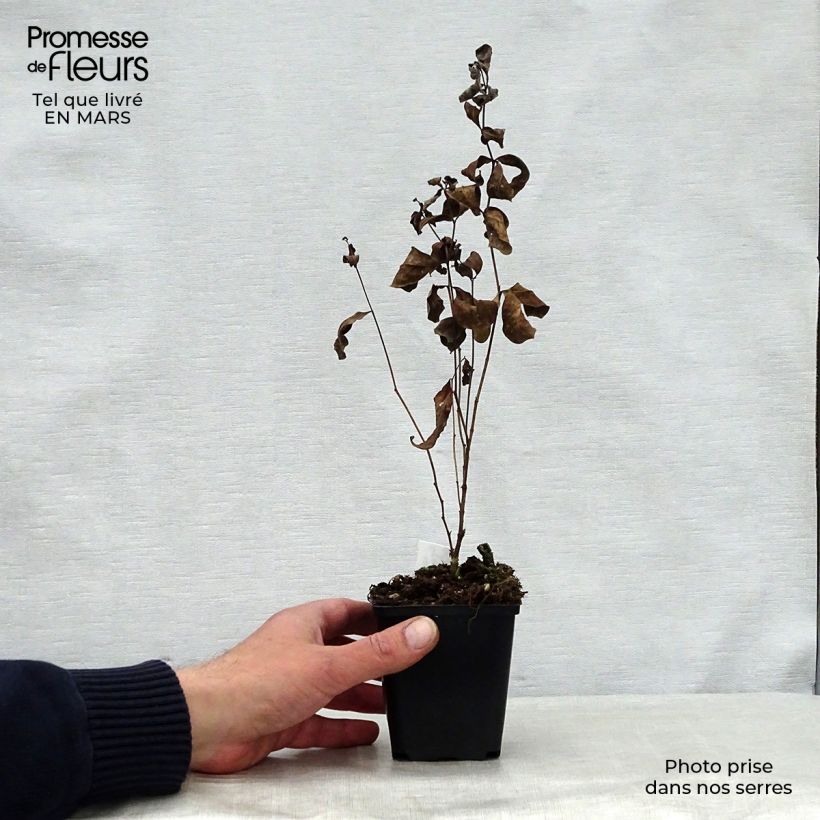 Amostra de Centáurea montana Amethyst Dream Vaso de 8/9 cm tal como entregue na primavera