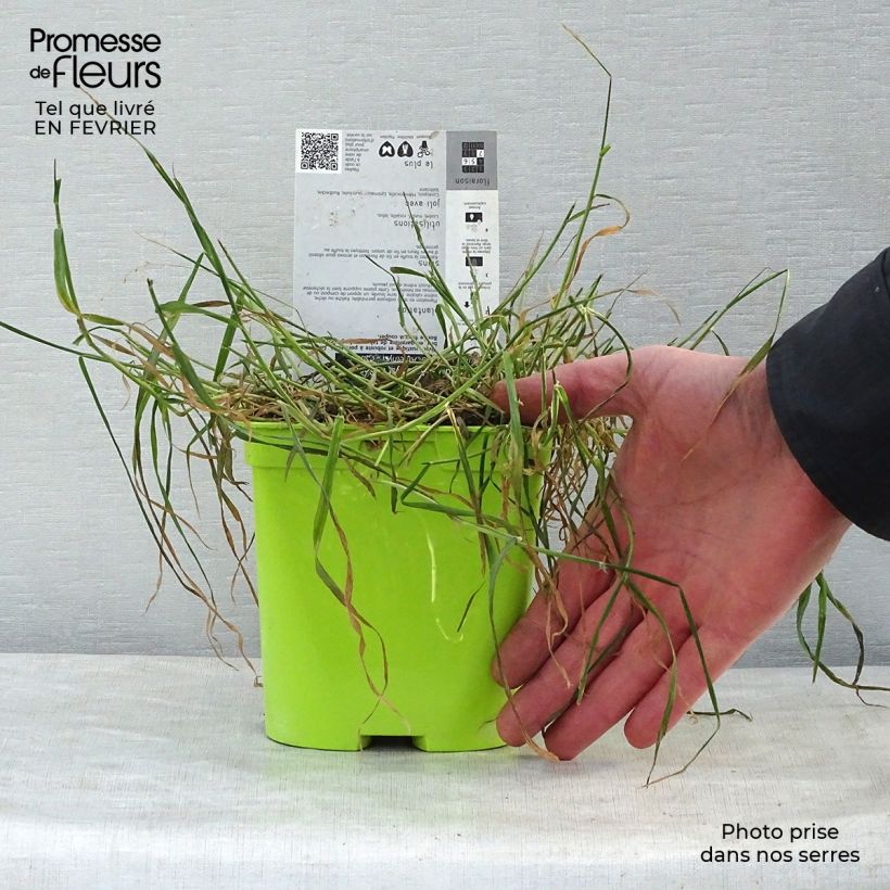 Amostra de Centáurea montana Amethyst Dream Vaso de 2 L/3 L tal como entregue no inverno