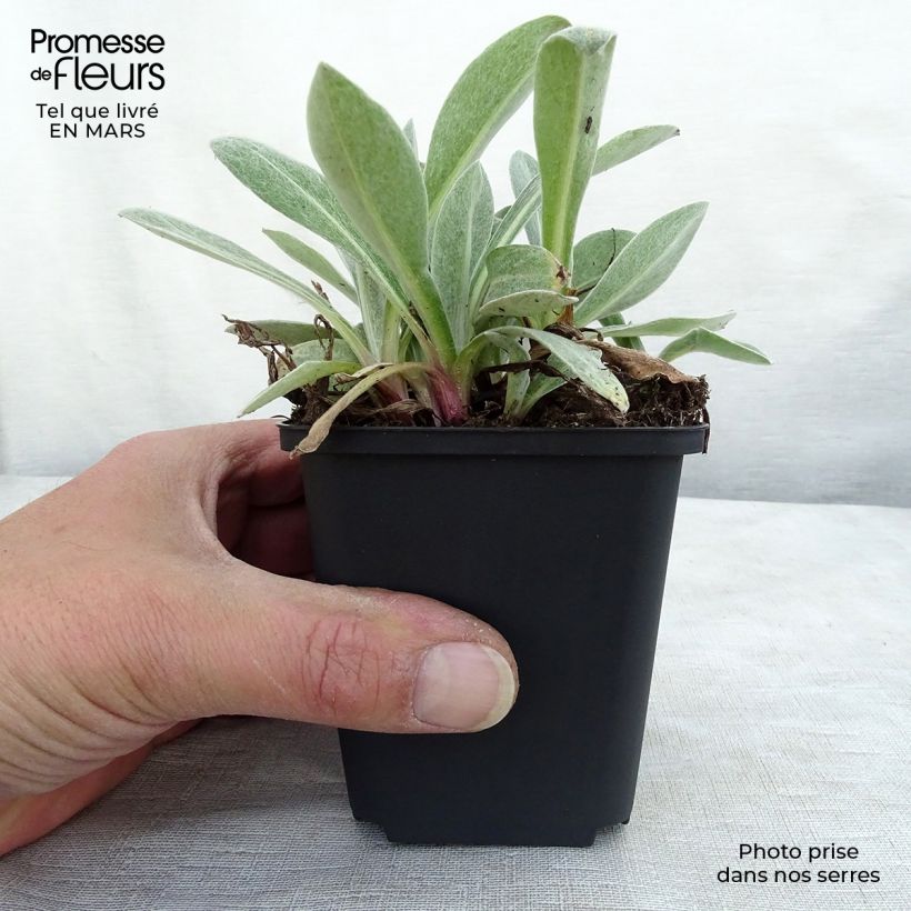 Amostra de Centáurea montana Purple Heart Vaso de 8/9 cm tal como entregue na primavera