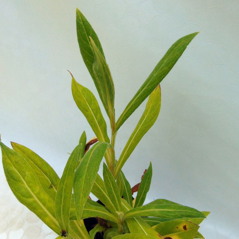 Centáurea montana Black Sprite (Folhagem)