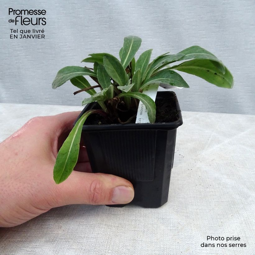 Amostra de Centáurea montana Black Sprite Vaso de 8/9 cm tal como entregue no inverno