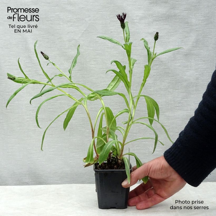 Amostra de Centáurea montana Black Sprite Vaso de 8/9 cm tal como entregue na primavera
