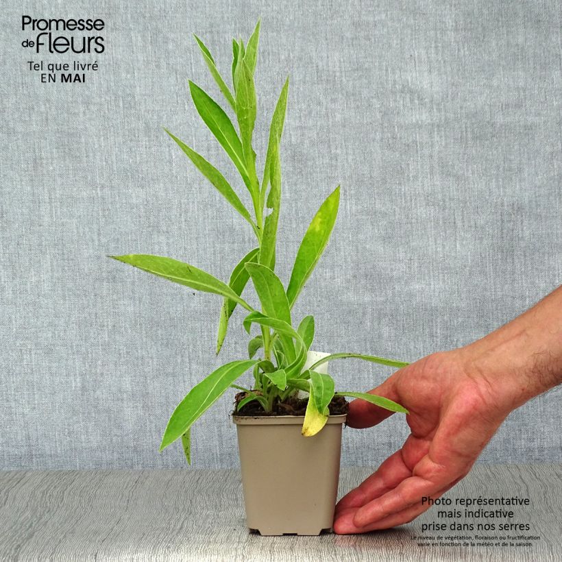 Amostra de Centáurea montana Jordy Vaso de 8/9 cm tal como entregue na primavera