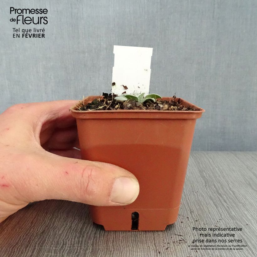 Amostra de Bleuet des montagnes rose - Centaurée Carnea Vaso de 8/9 cm tal como entregue no inverno