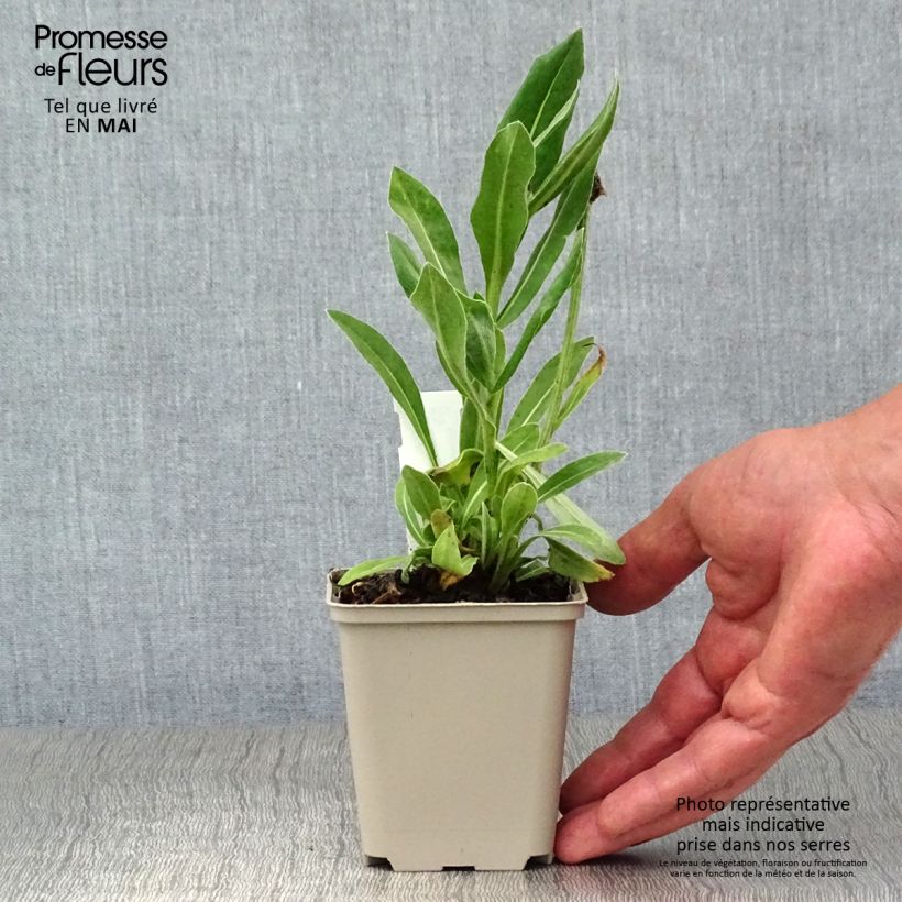 Amostra de Centáurea montana Carnea Vaso de 8/9 cm tal como entregue na primavera