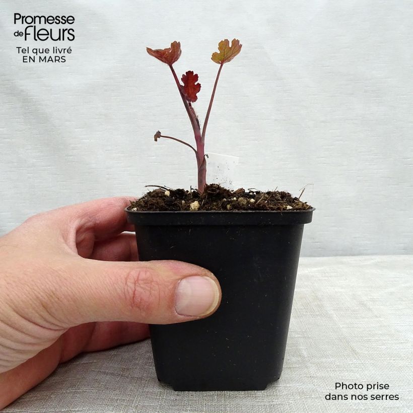 Amostra de Macleaya microcarpa Spetchley Ruby Vaso de 8/9 cm tal como entregue na primavera
