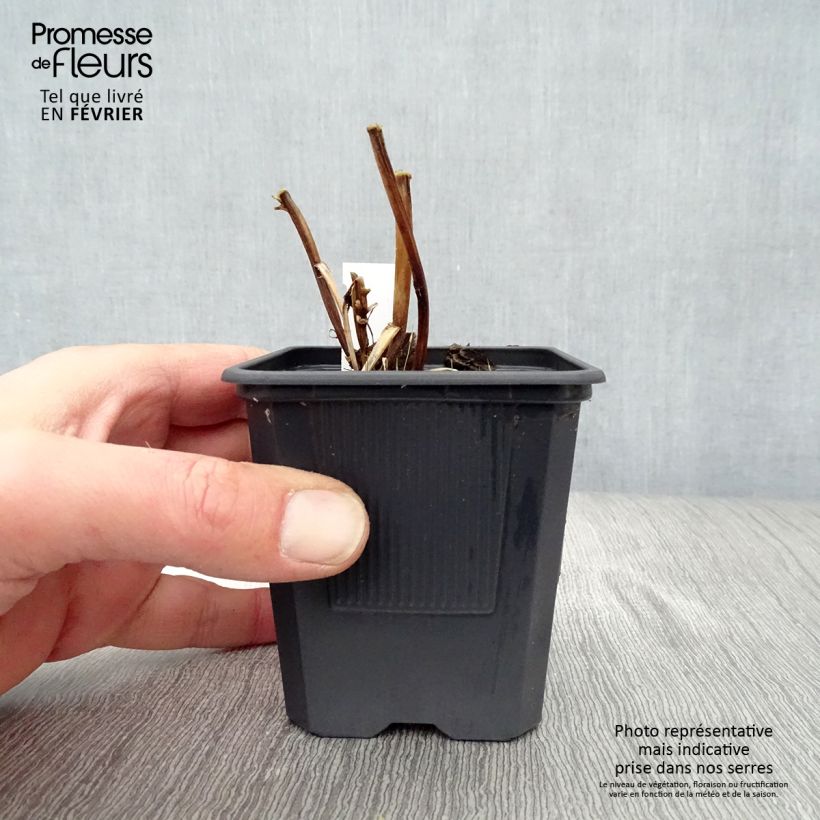 Amostra de Bocconie cordée Flamingo - Macleaya cordata Vaso de 8/9 cm tal como entregue no inverno