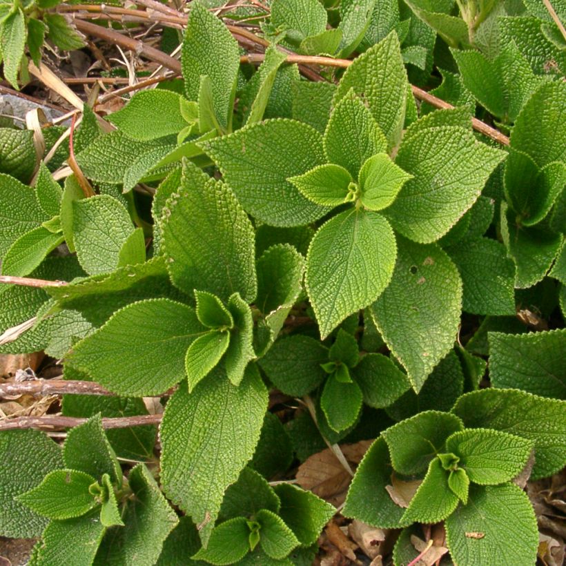 Boehmeria biloba (Hábito)