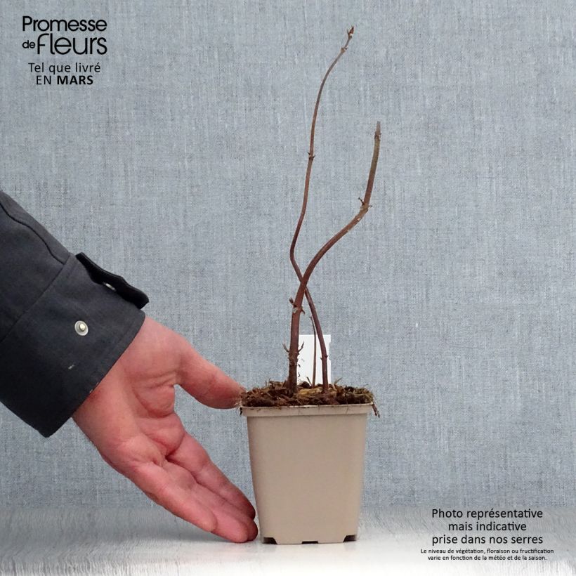 Amostra de Boehmeria biloba Vaso de 8/9 cm tal como entregue na primavera