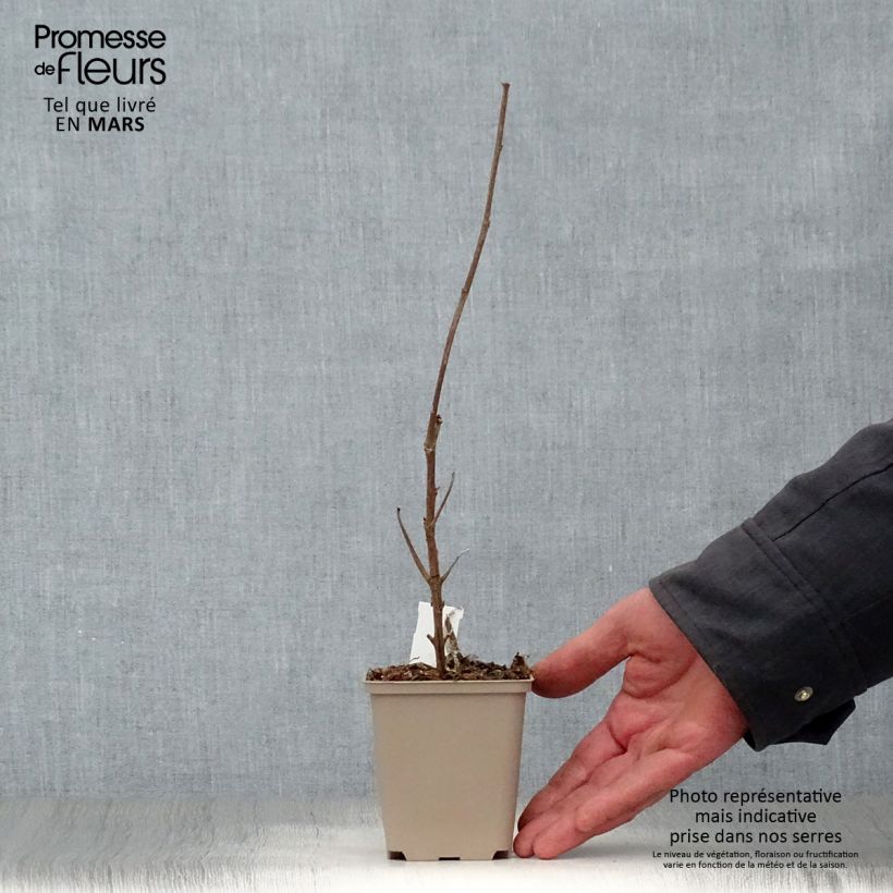 Amostra de Boehmeria cylindrica Vaso de 8/9 cm tal como entregue na primavera