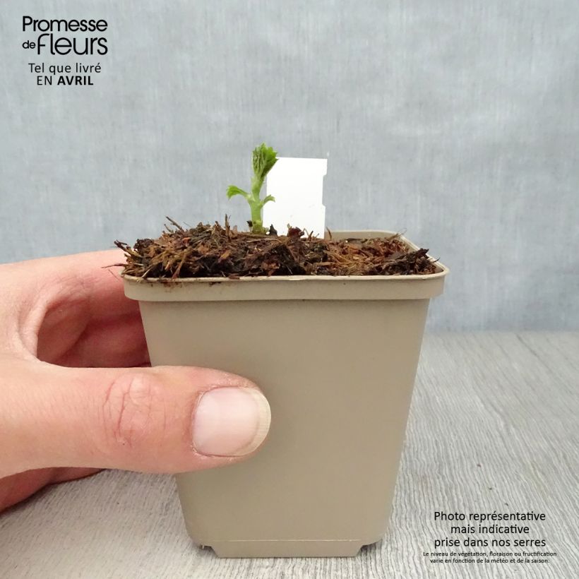 Amostra de Boehmeria sieboldiana Vaso de 8/9 cm tal como entregue na primavera