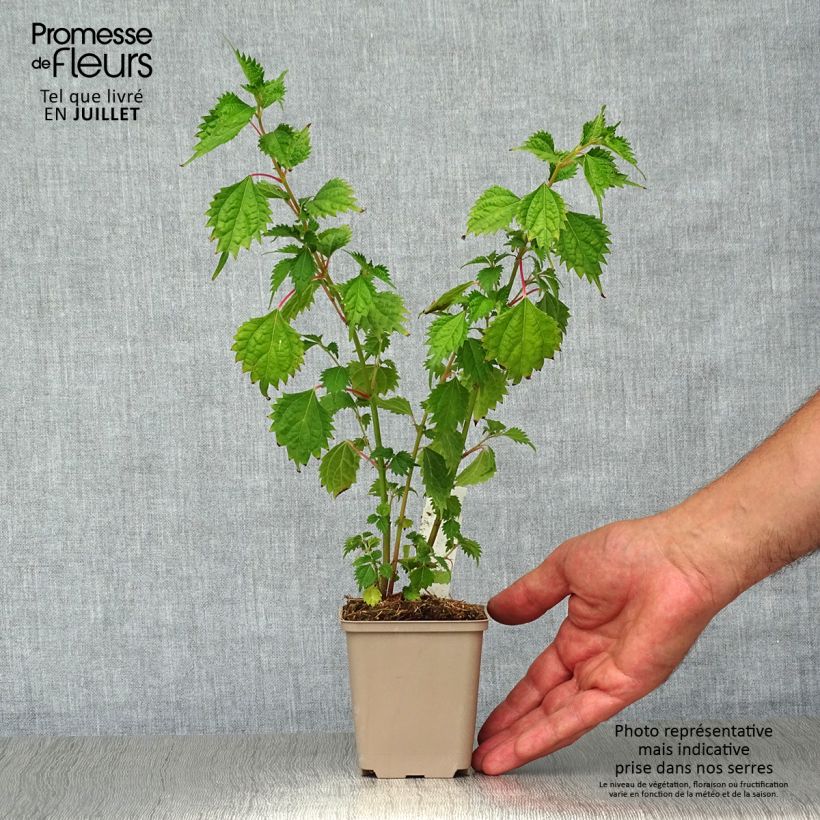 Amostra de Boehmeria spicata Vaso de 8/9 cm tal como entregue no verão
