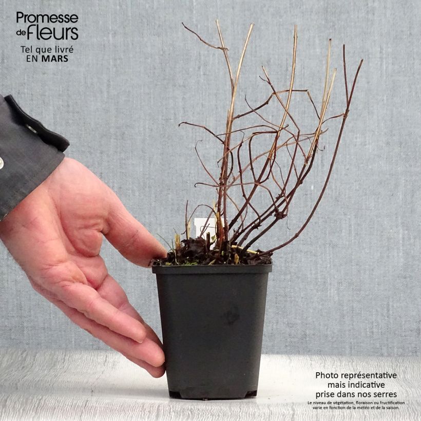 Amostra de Boehmeria tricuspis Vaso de 8/9 cm tal como entregue na primavera