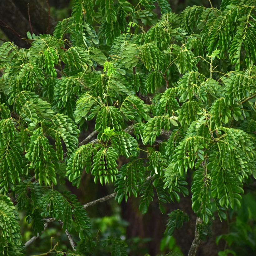 Albizia lebbeck - Acácia-de-Constantinopla (Folhagem)