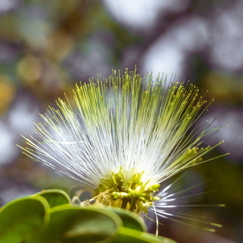 Albizia lebbeck - Acácia-de-Constantinopla (Floração)