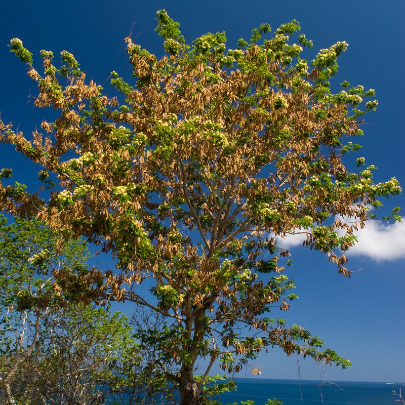 Albizia lebbeck - Acácia-de-Constantinopla (Hábito)