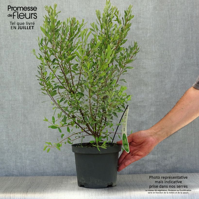 Amostra de Myrica gale Vaso de 1,5 L/2 L tal como entregue no verão