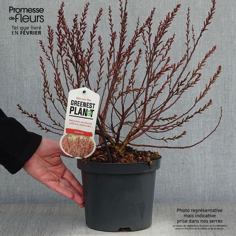 Amostra de Myrica gale Vaso de 2 L/3 L tal como entregue no inverno