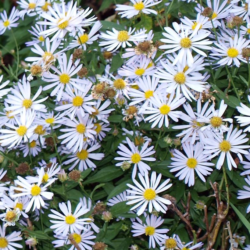 Boltonia asteroides Latisquama (Folhagem)