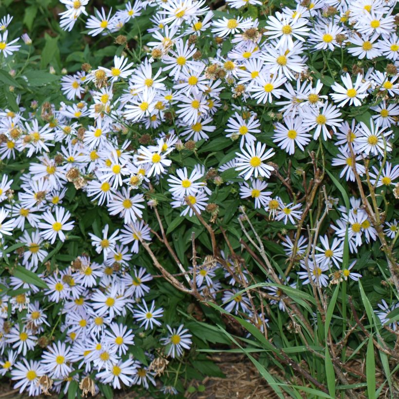 Boltonia asteroides Snowbank (Hábito)