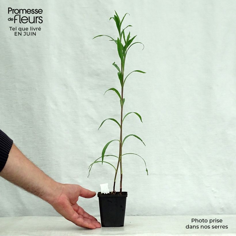 Amostra de Boltonia asteroides Snowbank Vaso de 8/9 cm tal como entregue no verão