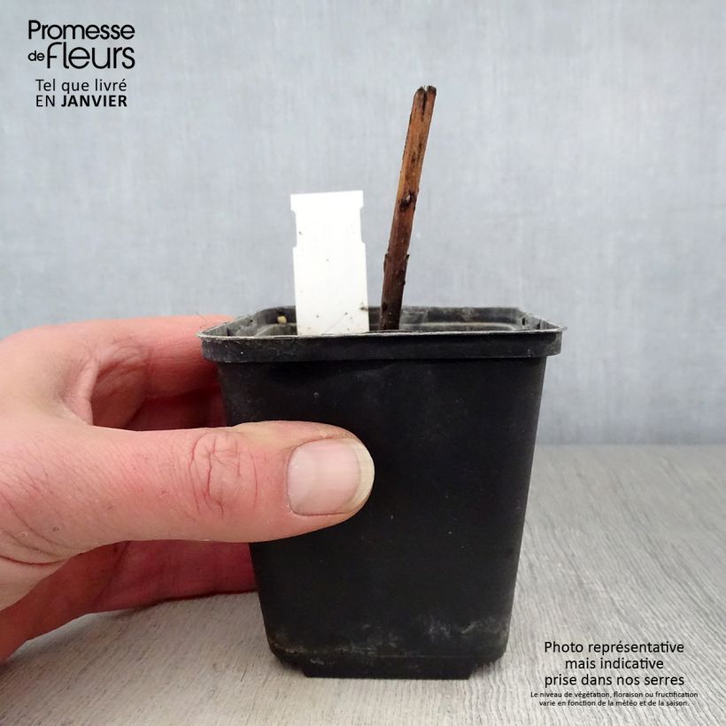 Amostra de Boltonia asteroides Snowbank - Aster étoilé - Faux Aster Vaso de 8/9 cm tal como entregue no inverno