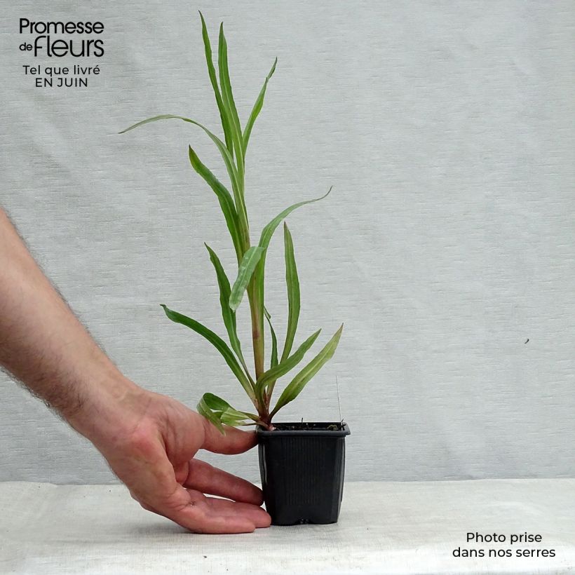 Amostra de Boltonia asteroides Latisquama Vaso de 8/9 cm tal como entregue no verão
