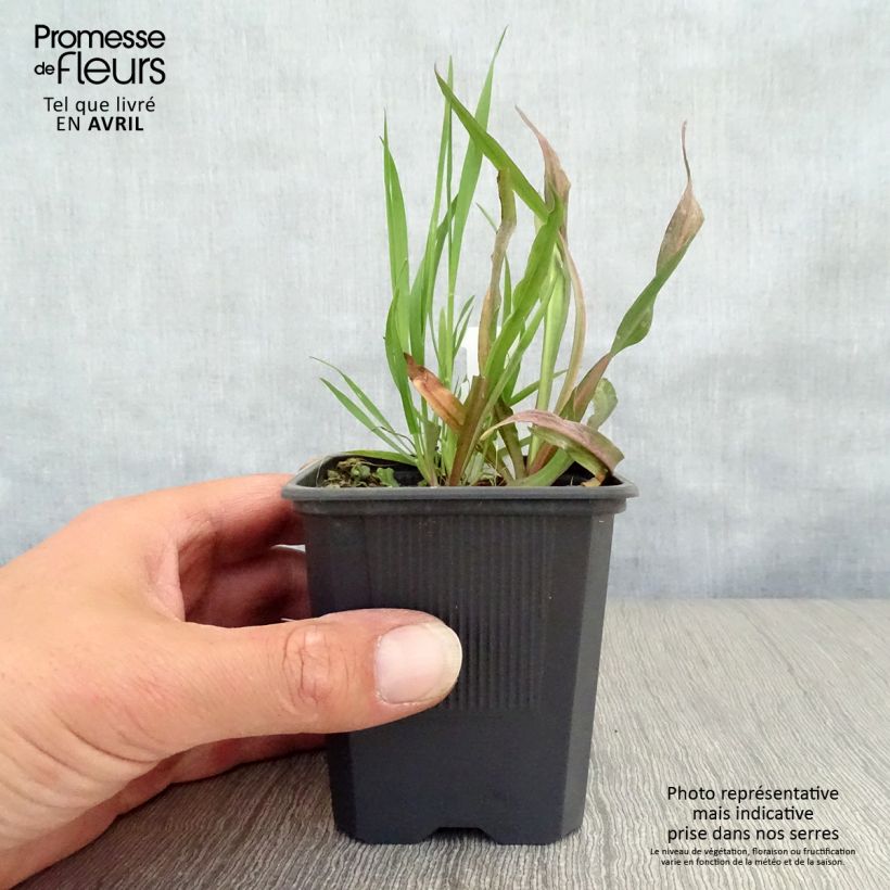 Amostra de Boltonia asteroides Latisquama Vaso de 8/9 cm tal como entregue na primavera