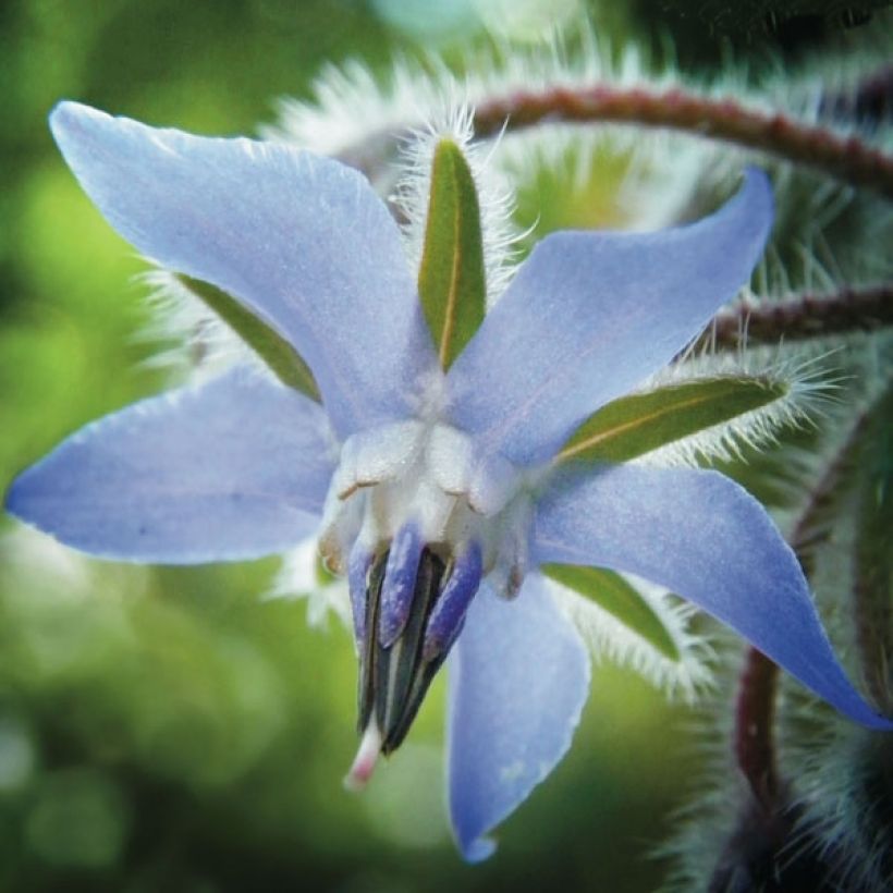Borago officinalis em sementes (Floração)