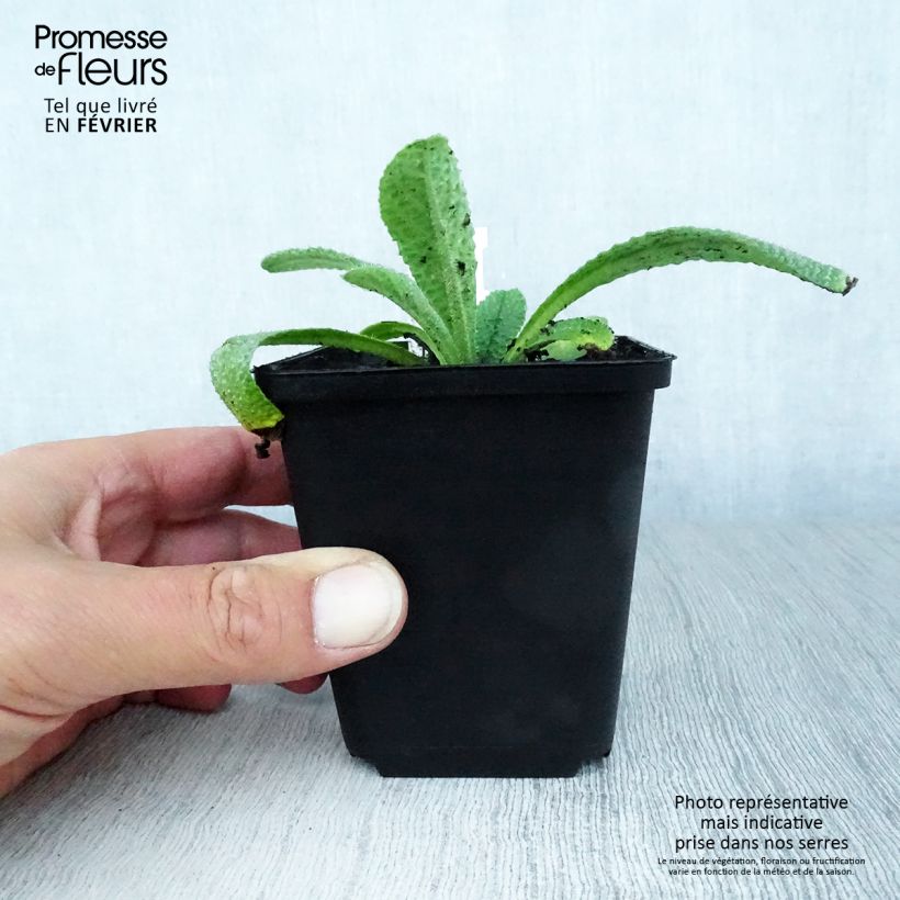 Amostra de Borago pygmaea Vaso de 8/9 cm tal como entregue no outono