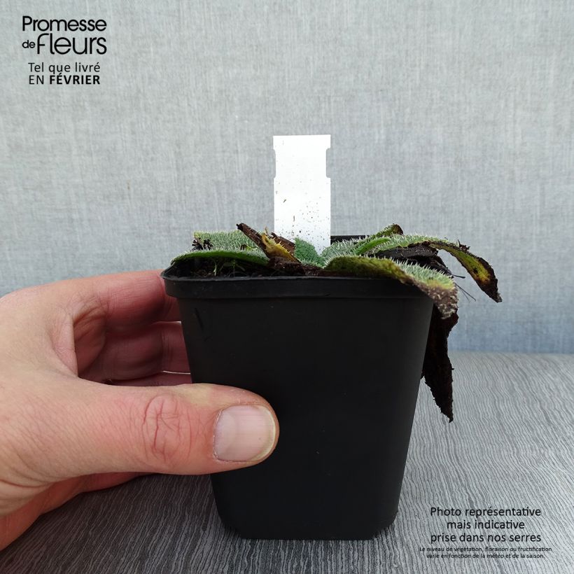 Amostra de Borago pygmaea - Bourrache vivace naine Vaso de 8/9 cm tal como entregue no inverno