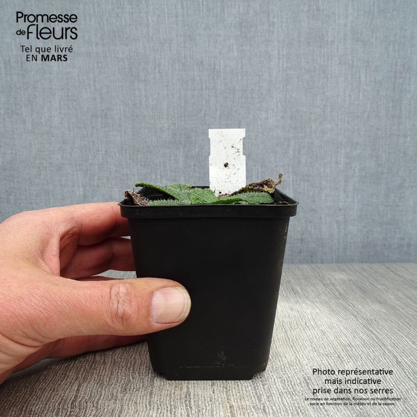 Amostra de Borago pygmaea Vaso de 8/9 cm tal como entregue na primavera