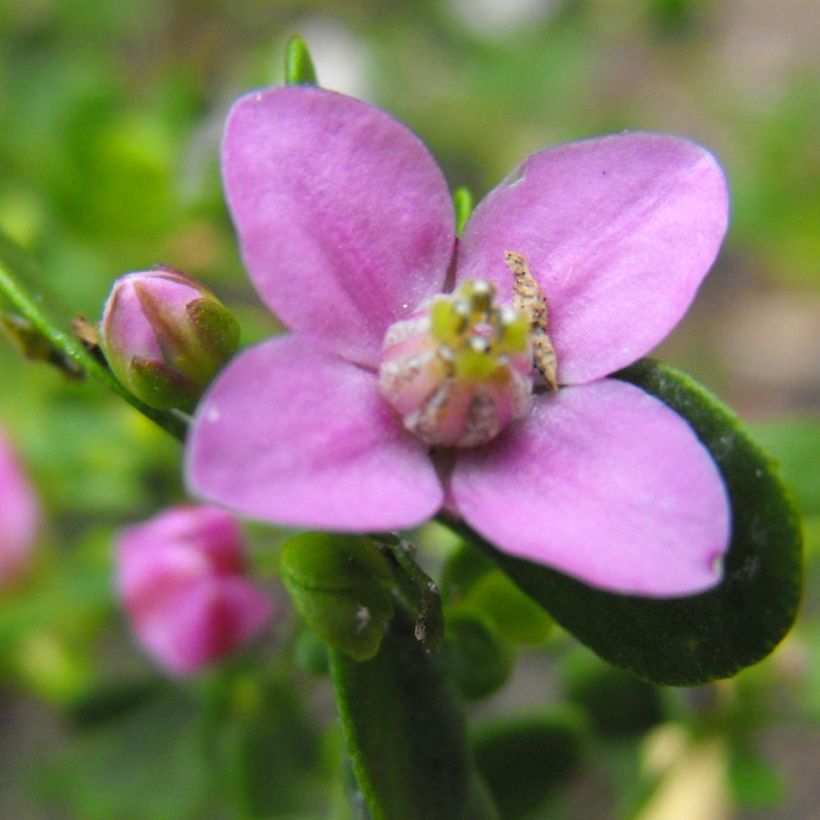 Boronia crenulata Shark Bay (Floração)