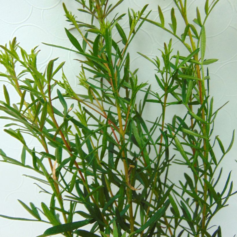 Boronia heterophylla (Folhagem)
