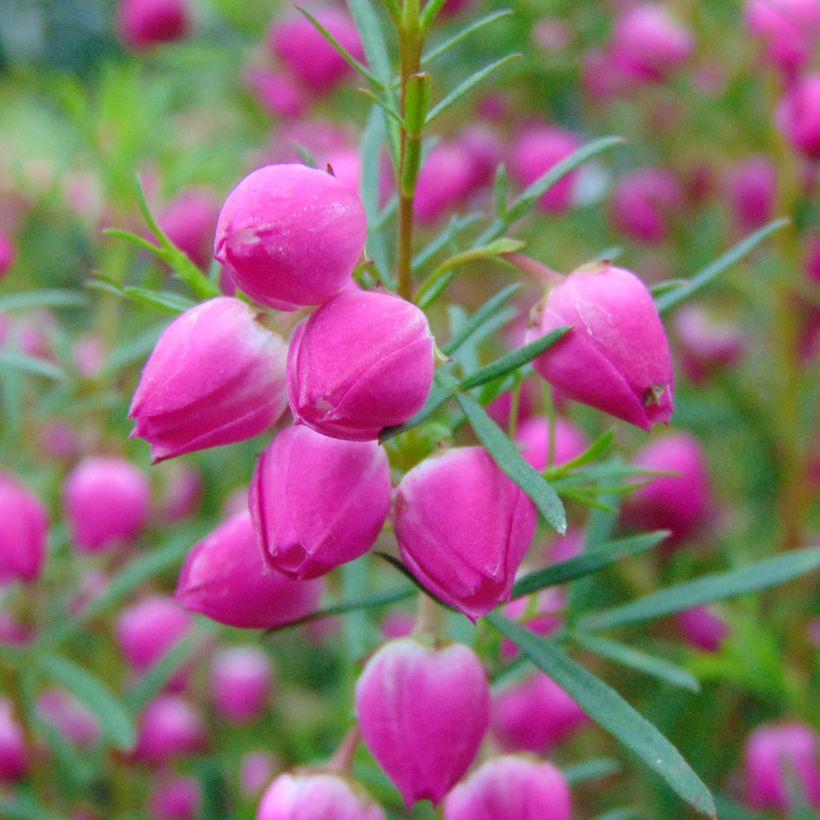 Boronia heterophylla (Floração)