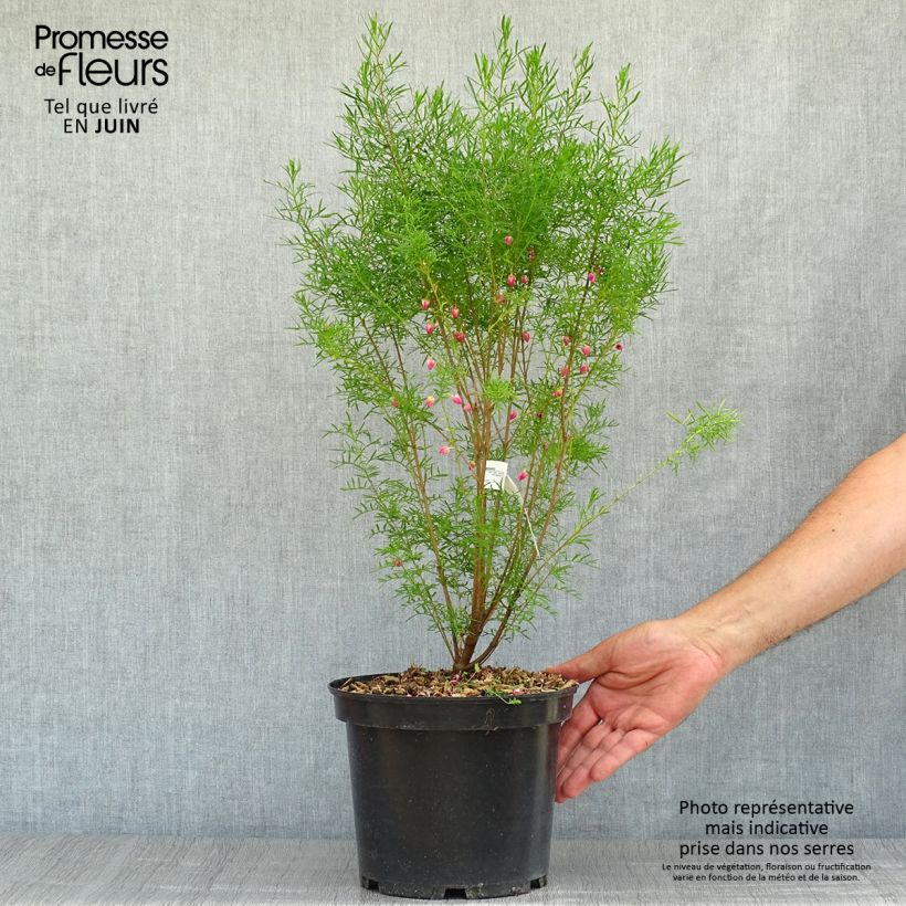 Amostra de Boronia heterophylla Vaso de 3 L/4 L tal como entregue no verão