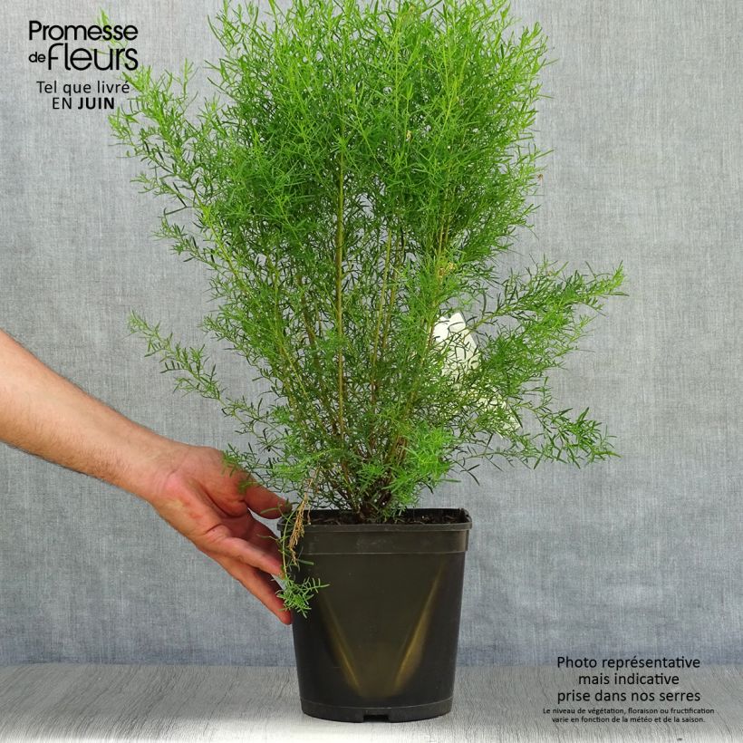 Amostra de Boronia heterophylla Ice Charlotte Vaso de 4 L/5 L tal como entregue no verão
