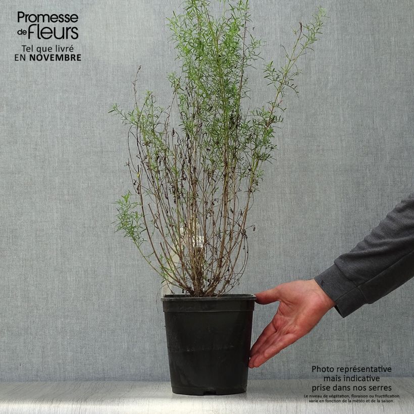 Amostra de Boronia heterophylla Ice Charlotte Vaso de 4 L/5 L tal como entregue no outono