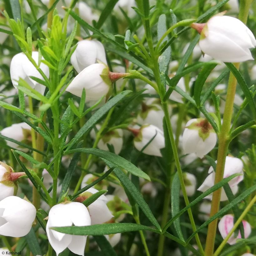 Boronia heterophylla Ice Charlotte (Folhagem)