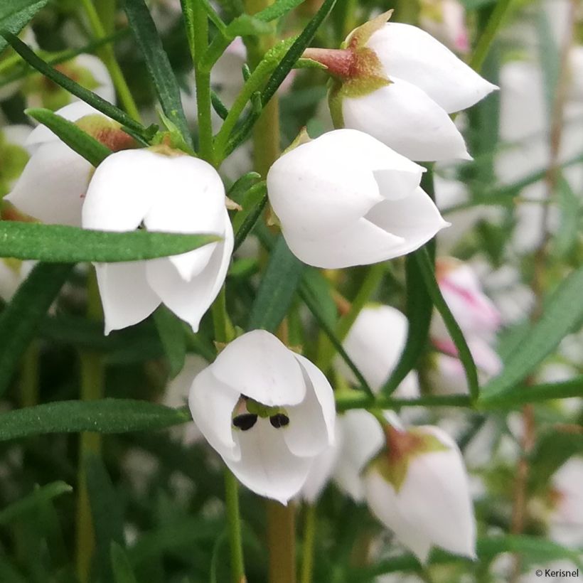 Boronia heterophylla Ice Charlotte (Floração)