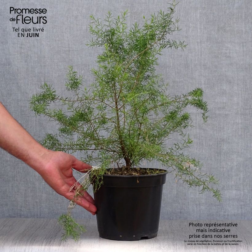 Amostra de Boronia megastigma Tui Vaso de 4 L/5 L tal como entregue no verão