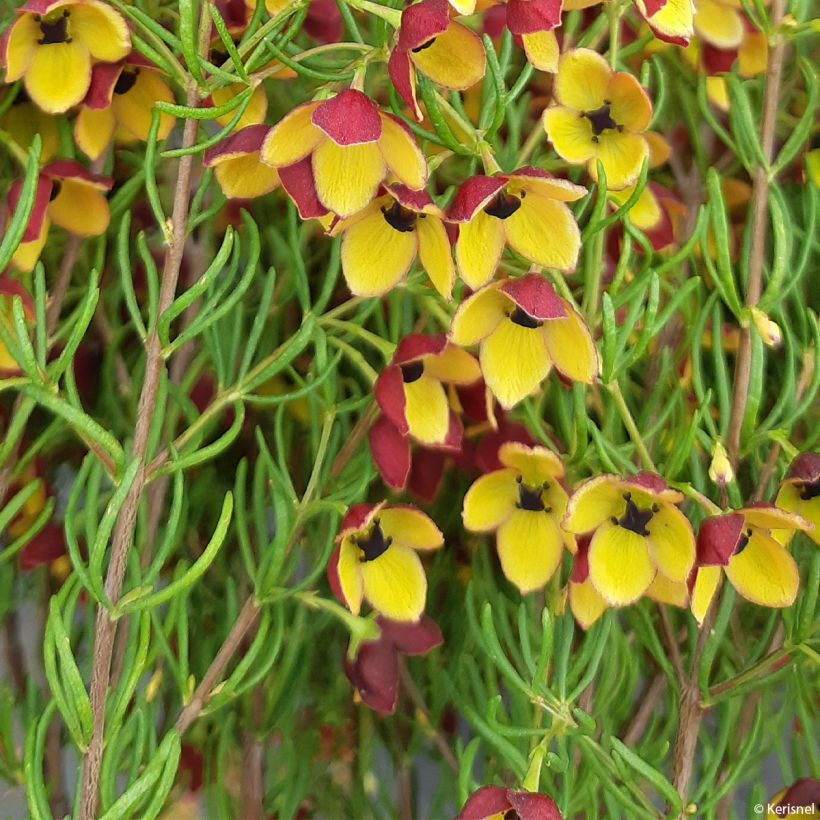 Boronia megastigma Tui (Folhagem)