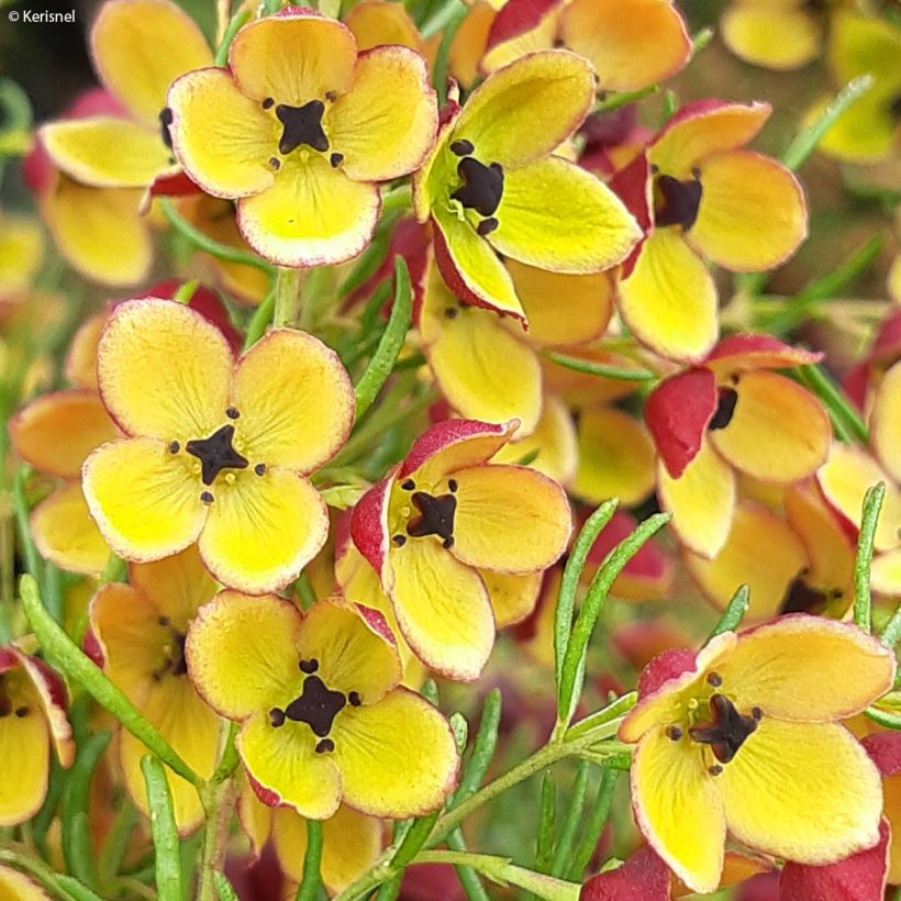 Boronia megastigma Tui (Floração)