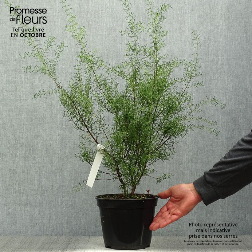 Amostra de Boronia megastigma Tui Vaso de 4 L/5 L tal como entregue no outono