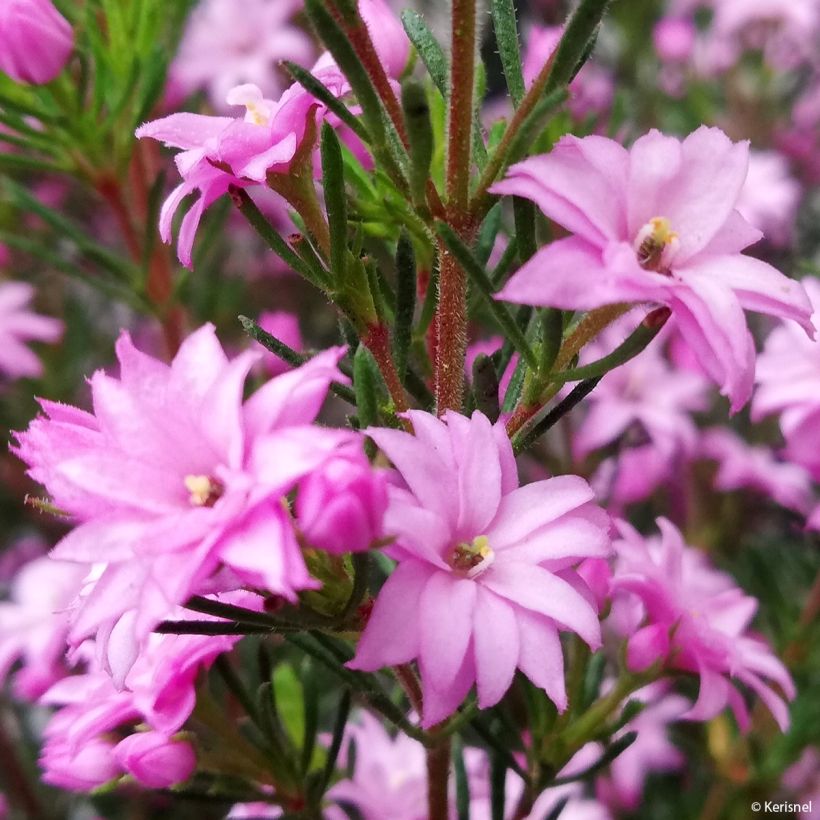 Boronia pilosa Rose Blossom (Floração)