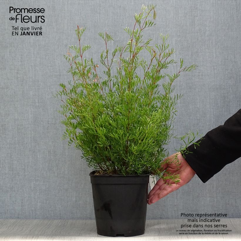 Amostra de Boronia pinnata var. muelleri - Boronie forestière Vaso de 4 L/5 L tal como entregue no inverno