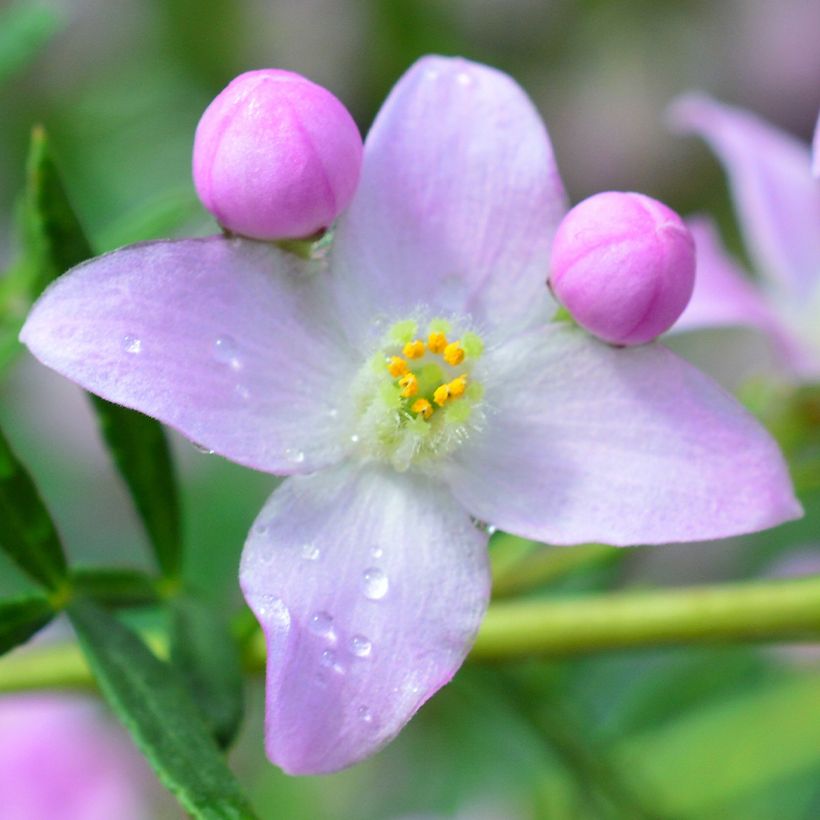 Boronia pinnata var. muelleri (Floração)